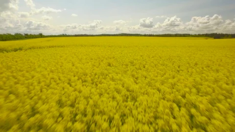Stock Video Blue Sky And Fields Live Wallpaper For PC - Free Live Wallpaper