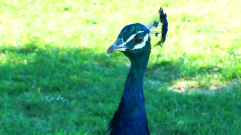Stock Video Blue Peacock Looking Around Live Wallpaper For PC - Free Live Wallpaper