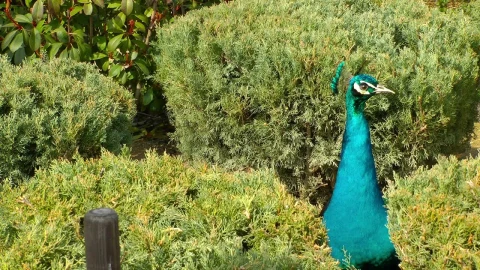 Stock Video Blue Peacock In A Garden Live Wallpaper For PC - Free Live Wallpaper
