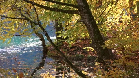 Stock Video Blue Lake And Forest In The Autumn Season Live Wallpaper For PC - Free Live Wallpaper