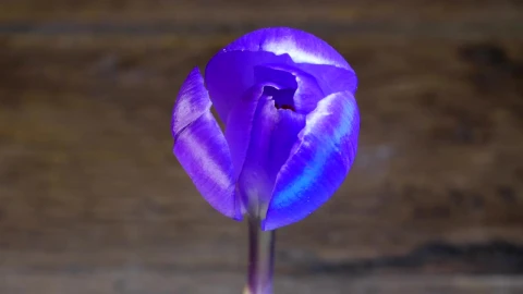 Stock Video Blue Flower Slowly Opening Its Petals Live Wallpaper For PC - Free Live Wallpaper