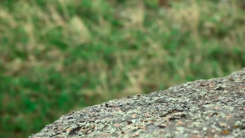 Video Stock Climbers Helping Each Other Live Wallpaper For PC - Free Live Wallpaper