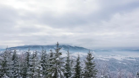 Video Stock Christmas Trees In A Winter Landscape Live Wallpaper For PC - Free Live Wallpaper