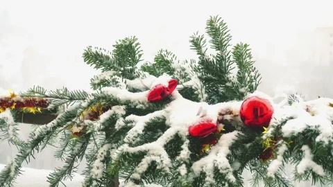 Video Stock Christmas Tree Covered In Snow Live Wallpaper For PC - Free Live Wallpaper