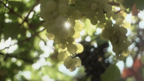 Video Stock Choosing Grapes In A Vineyard Live Wallpaper For PC - Free Live Wallpaper