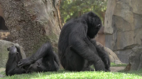 Video Stock Chimps Resting In The Shade Live Wallpaper For PC - Free Live Wallpaper