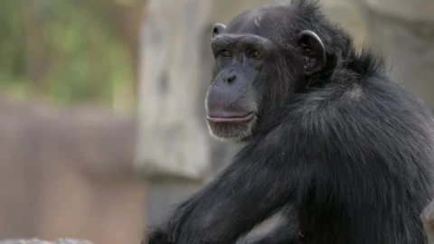 Video Stock Chimpanzee Opening Their Mouth Live Wallpaper For PC - Free Live Wallpaper