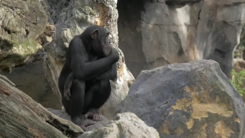 Video Stock Chimp Sitting On A Stock Live Wallpaper For PC - Free Live Wallpaper