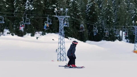 Video Stock Children Skiing On The Plain Of A Pine Forest Live Wallpaper For PC - Free Live Wallpaper