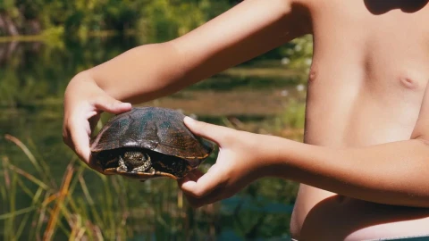 Video Stock Child Shows A Turtle To The Camera Live Wallpaper For PC - Free Live Wallpaper