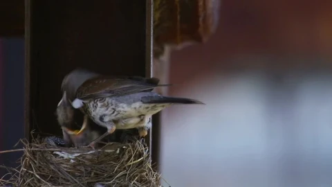 Video Stock Chicks In The Nest With Mom Live Wallpaper For PC - Free Live Wallpaper