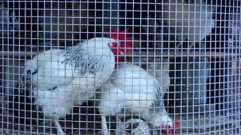 Video Stock Chicken Coop On The Farm Live Wallpaper For PC - Free Live Wallpaper
