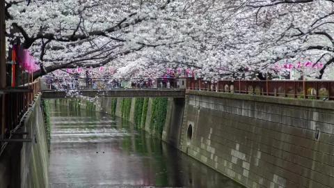 Video Stock Cherry Trees Blooming By The River In Tokyo Live Wallpaper For PC - Free Live Wallpaper
