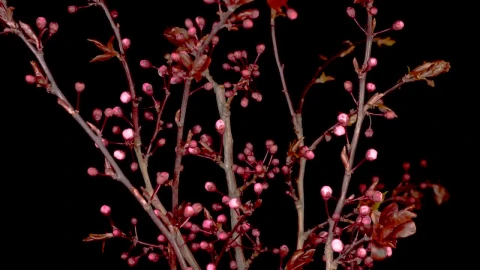 Video Stock Cherry Tree Pink Flowers Opening On The Branches Live Wallpaper For PC - Free Live Wallpaper