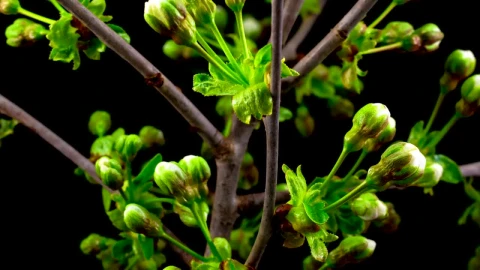 Video Stock Cherry Tree Flowers Opens Live Wallpaper For PC - Free Live Wallpaper