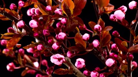Video Stock Cherry Tree Flowers Blossoming Live Wallpaper For PC - Free Live Wallpaper