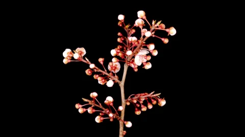 Video Stock Cherry Tree Blossoms Opens Live Wallpaper For PC - Free Live Wallpaper