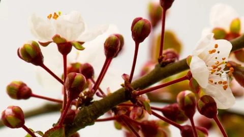Video Stock Cherry Blossoms Bloom Live Wallpaper For PC - Free Live Wallpaper