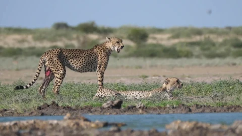 Video Stock Cheetahs Near A Water Hole Live Wallpaper For PC - Free Live Wallpaper