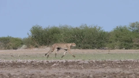 Video Stock Cheetahs Hunting In The Savanna Live Wallpaper For PC - Free Live Wallpaper
