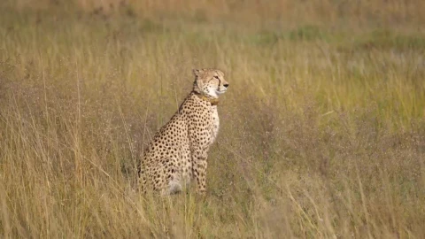 Video Stock Cheetah Walks To Another Cheetah In The Savanna Live Wallpaper For PC - Free Live Wallpaper