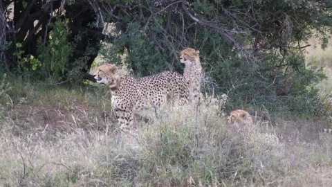 Video Stock Cheetah Walks Away From The Herd Live Wallpaper For PC - Free Live Wallpaper