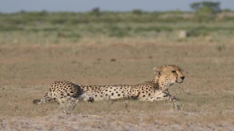 Video Stock Cheetah Resting On The Savanna Live Wallpaper For PC - Free Live Wallpaper
