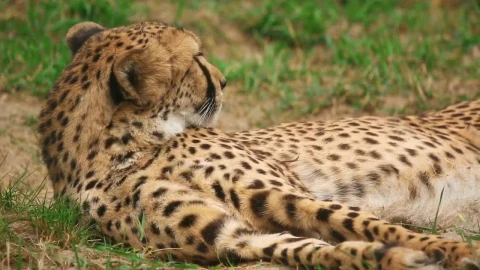 Video Stock Cheetah Resting On The Ground Live Wallpaper For PC - Free Live Wallpaper