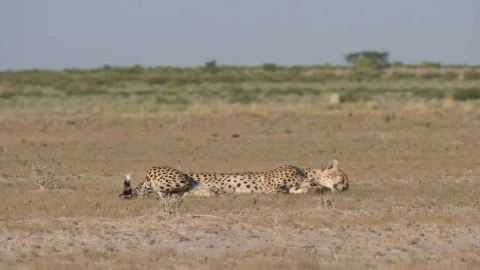 Video Stock Cheetah Resting In The Savanna Live Wallpaper For PC - Free Live Wallpaper
