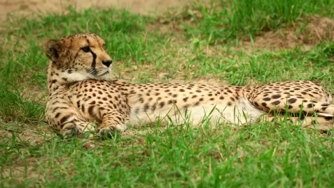 Video Stock Cheetah Laying In The Grass Live Wallpaper For PC - Free Live Wallpaper