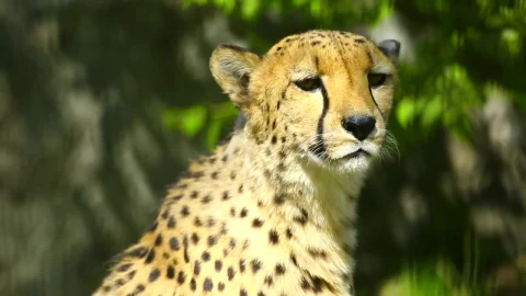 Video Stock Cheetah In The Wild Portrait Live Wallpaper For PC - Free Live Wallpaper