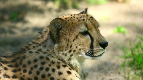 Video Stock Cheetah In The Wild Live Wallpaper For PC - Free Live Wallpaper