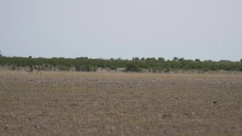 Video Stock Cheetah Hunting On A Herd Of Wildebeest Live Wallpaper For PC - Free Live Wallpaper