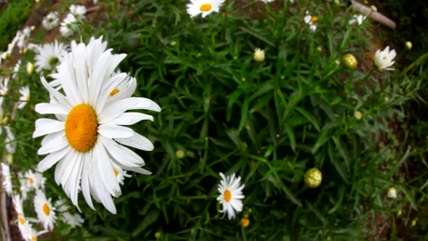 Video Stock Chamomile Flowers In The Garden Live Wallpaper For PC - Free Live Wallpaper