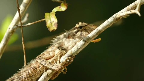 Video Stock Chameleon Resting On A Branch Live Wallpaper For PC - Free Live Wallpaper