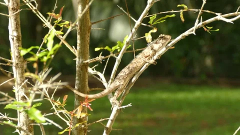 Video Stock Chameleon Perched On A Branch Live Wallpaper For PC - Free Live Wallpaper