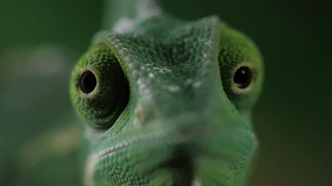 Video Stock Chameleon Moving Its Eyes One Per Time Closeup Live Wallpaper For PC - Free Live Wallpaper