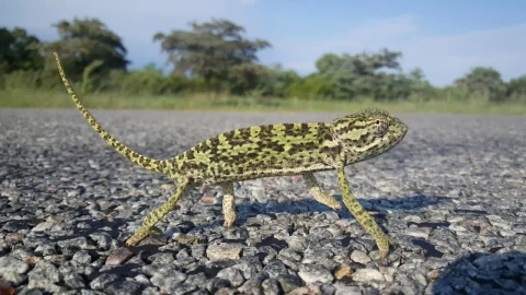 Video Stock Chameleon Looking Around On A Rocky Ground Live Wallpaper For PC - Free Live Wallpaper