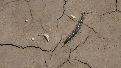 Video Stock Centipede Walking In A Cracked Soil Live Wallpaper For PC - Free Live Wallpaper