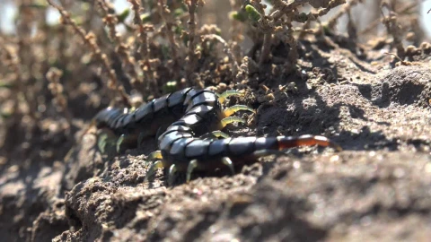 Video Stock Centipede On The Ground Live Wallpaper For PC - Free Live Wallpaper
