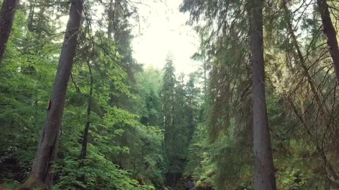 Video Stock Cave Hidden In A Forest Live Wallpaper For PC - Free Live Wallpaper