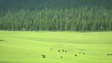 Video Stock Cattle In A Large Green Valley Smal Live Wallpaper For PC - Free Live Wallpaper