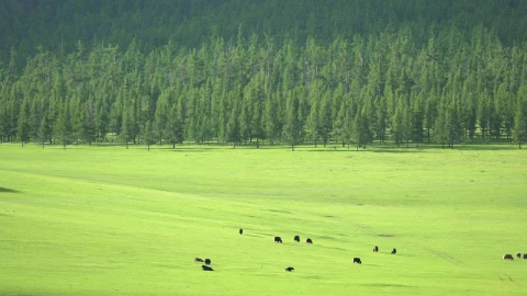 Video Stock Cattle In A Large Green Valley Live Wallpaper For PC - Free Live Wallpaper