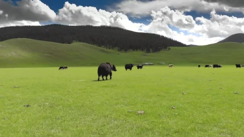 Video Stock Cattle In A Green Valley Live Wallpaper For PC - Free Live Wallpaper