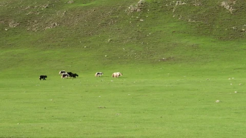 Video Stock Cattle Crossing A Green Valley Live Wallpaper For PC - Free Live Wallpaper