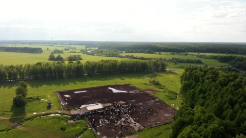 Video Stock Cattle Breeding Field In The Middle Of The Forest Live Wallpaper For PC - Free Live Wallpaper