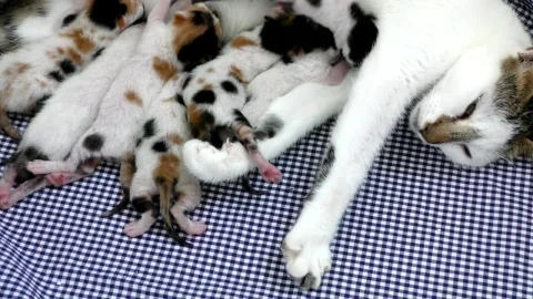 Video Stock Cats Being Suckled Live Wallpaper For PC - Free Live Wallpaper