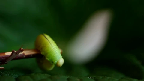 Video Stock Caterpillar Walking On A Branch Live Wallpaper For PC - Free Live Wallpaper