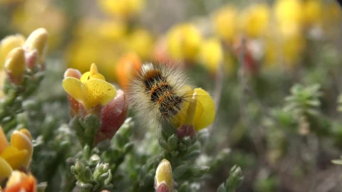 Video Stock Caterpillar Eating A Yellow Flower Live Wallpaper For PC - Free Live Wallpaper