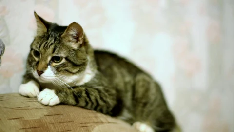 Video Stock Cat Yawning Over The Couch Live Wallpaper For PC - Free Live Wallpaper